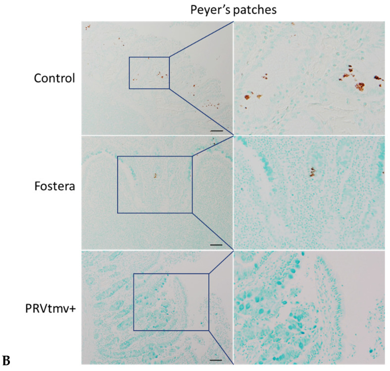 Figure 19