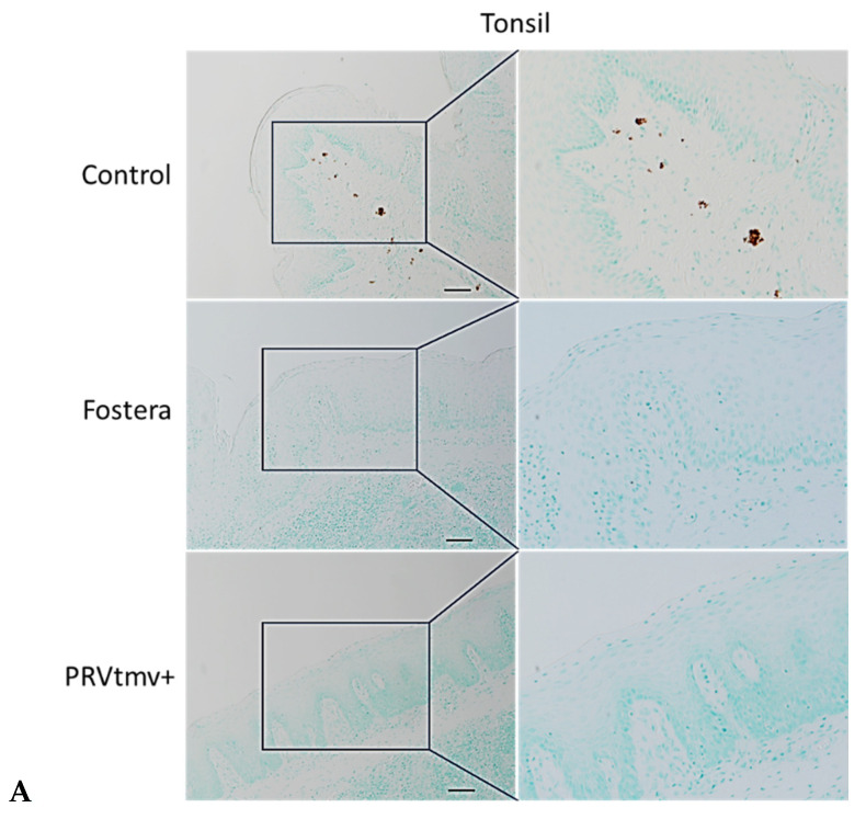 Figure 19