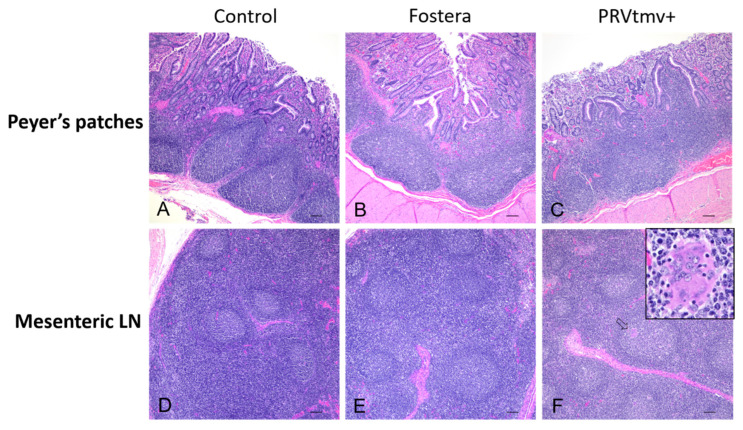 Figure 17