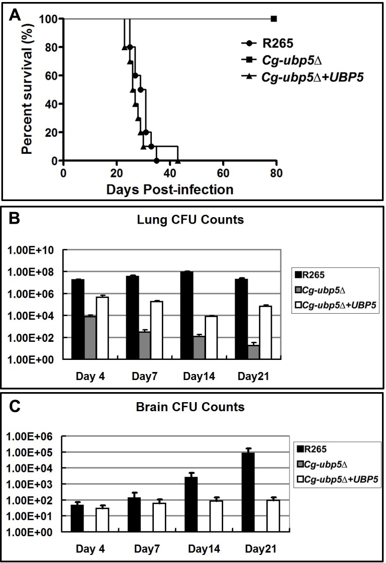 Fig 6