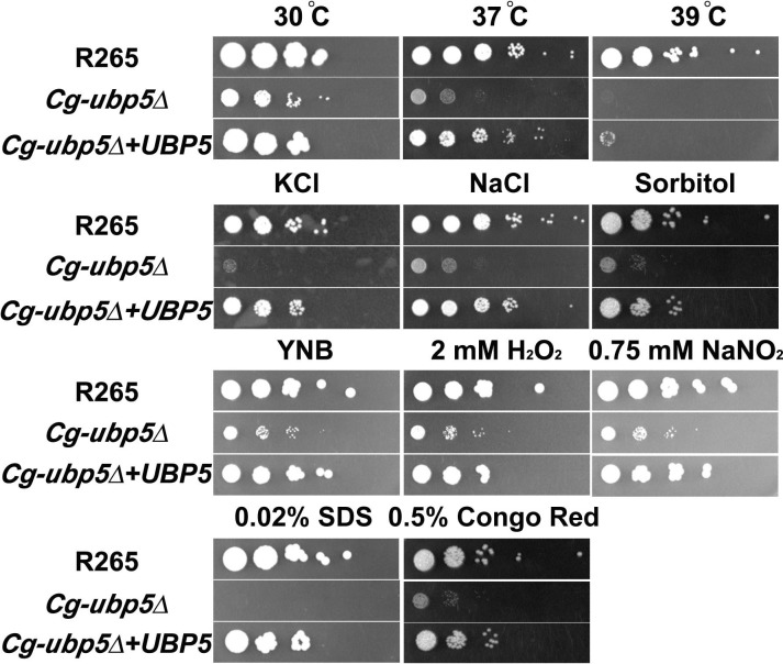 Fig 2