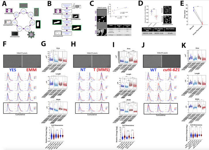 
Figure 1.
A rapid machine-learning method to segment and measure cells
