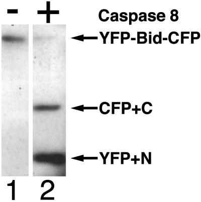 Fig 3.