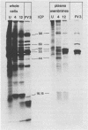 45