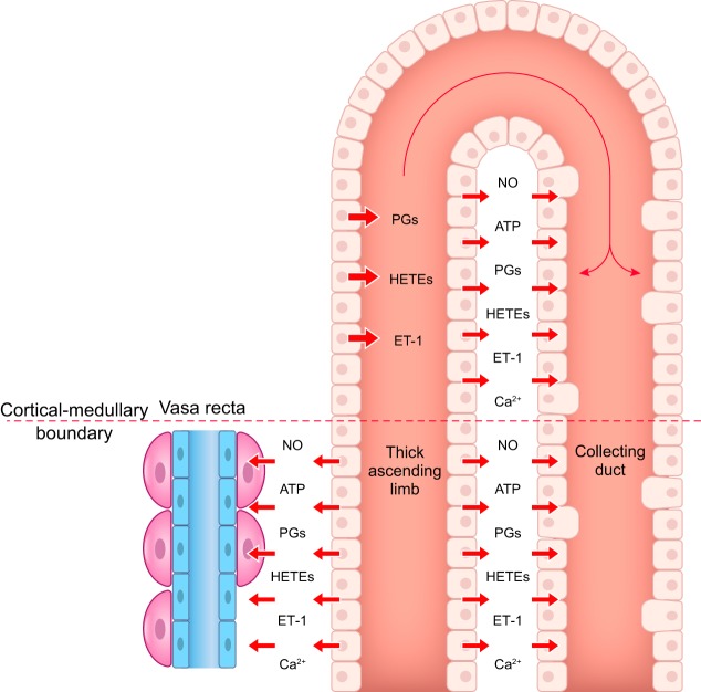 FIGURE 13.