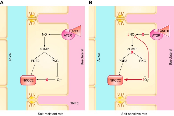 FIGURE 17.