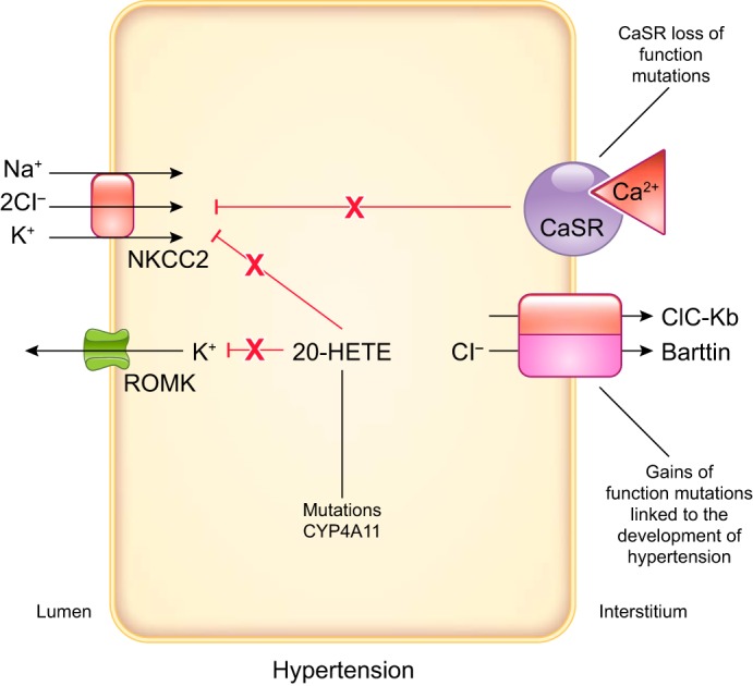 FIGURE 25.