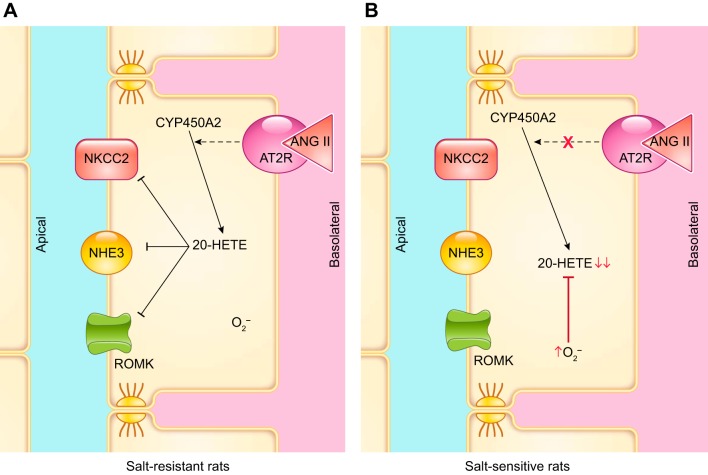 FIGURE 20.