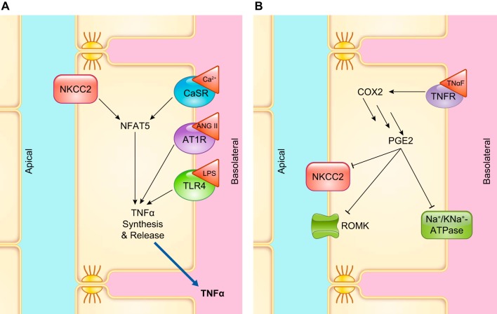 FIGURE 11.