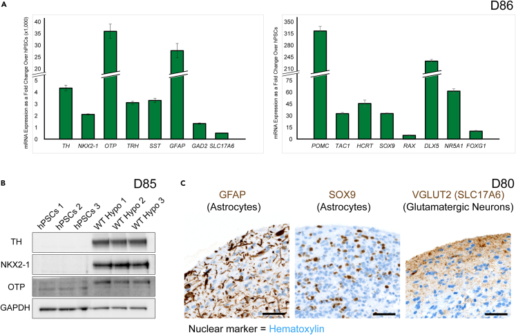 Figure 4