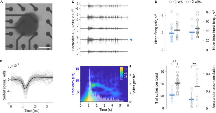 Figure 2