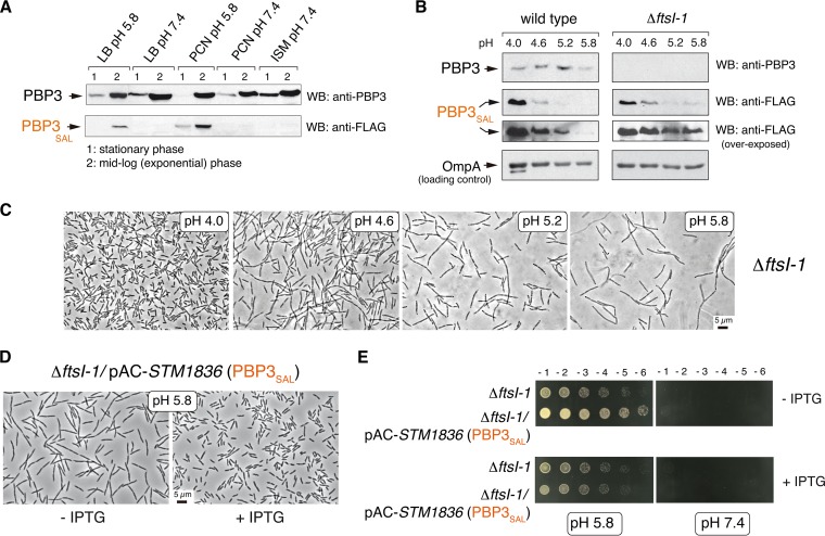 FIG 3 