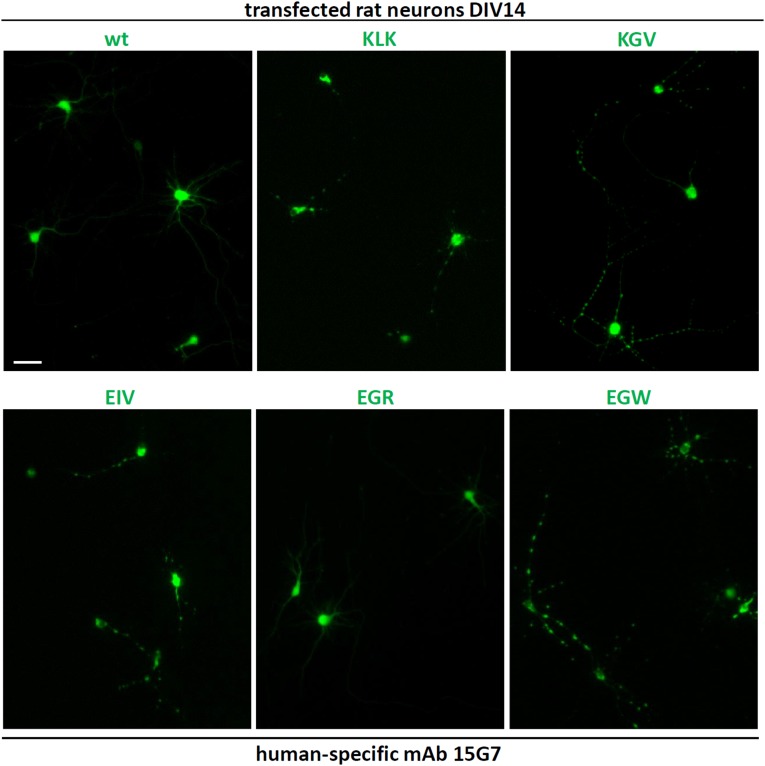 Fig. S3.