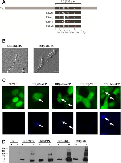 FIGURE 1.