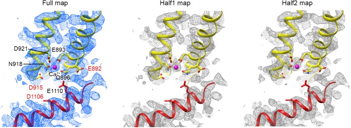 Figure 4—figure supplement 1.