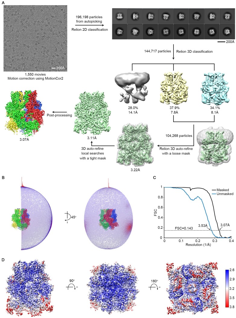 Figure 2—figure supplement 1.