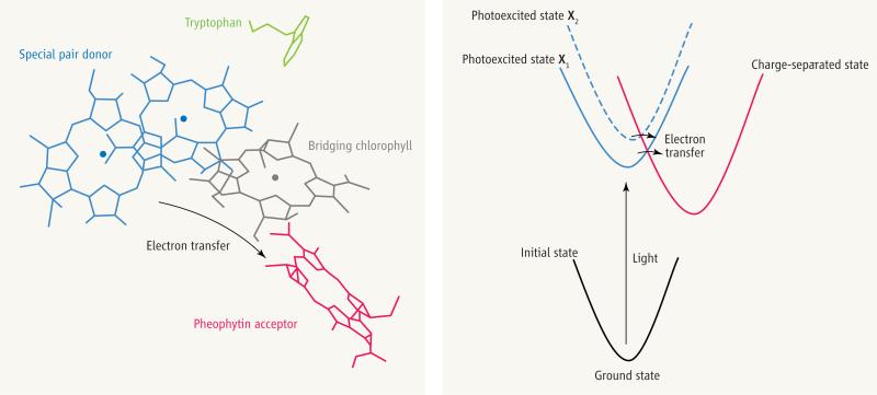 The initial photosynthetic electron-transfer reaction