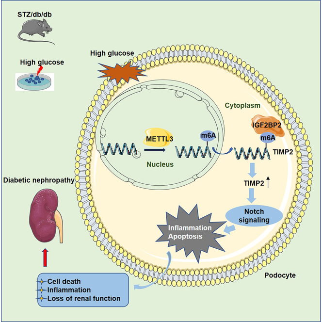 METTL3-mediated m6A modification of TIMP2 mRNA promotes podocyte injury ...