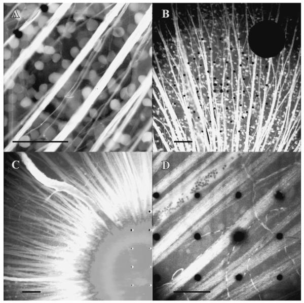 Fig. 8