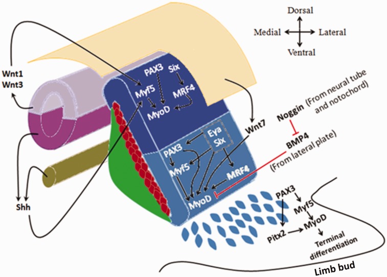 Figure 4.