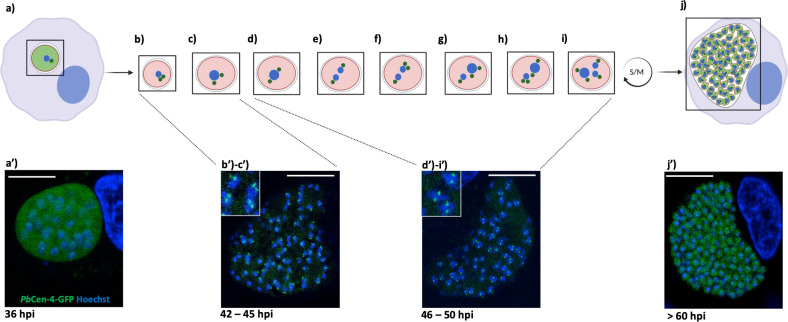 Fig 4