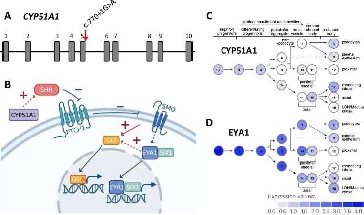 Figure 4: