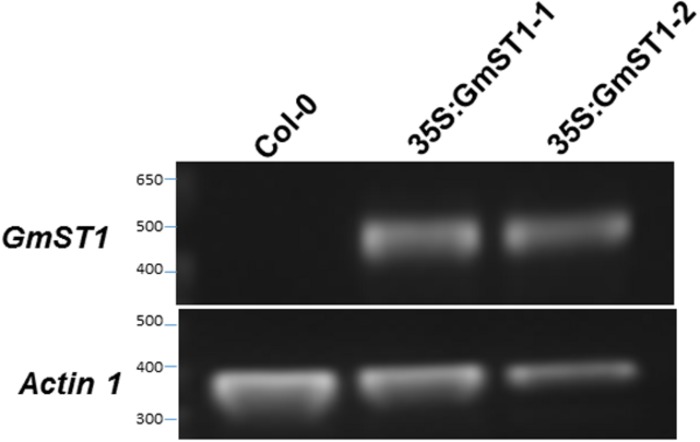 FIGURE 1