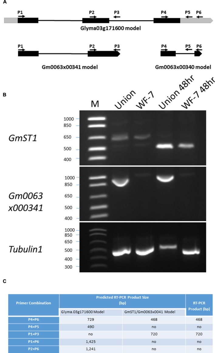 FIGURE 7