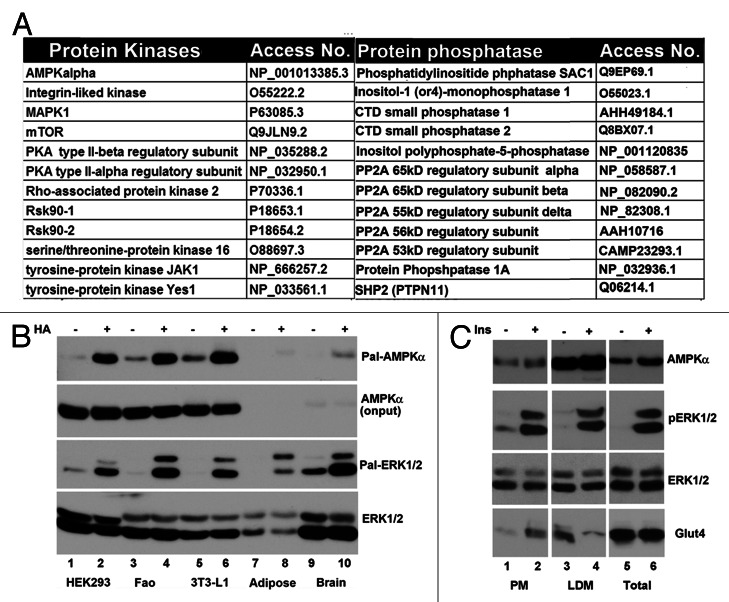 graphic file with name adip-2-17-g5.jpg