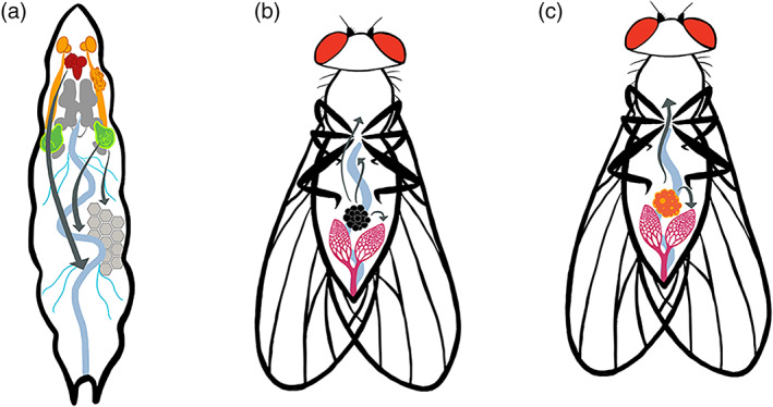 FIGURE 3