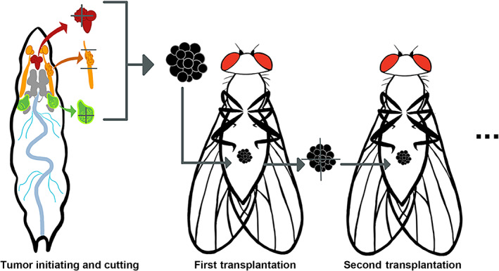 FIGURE 2