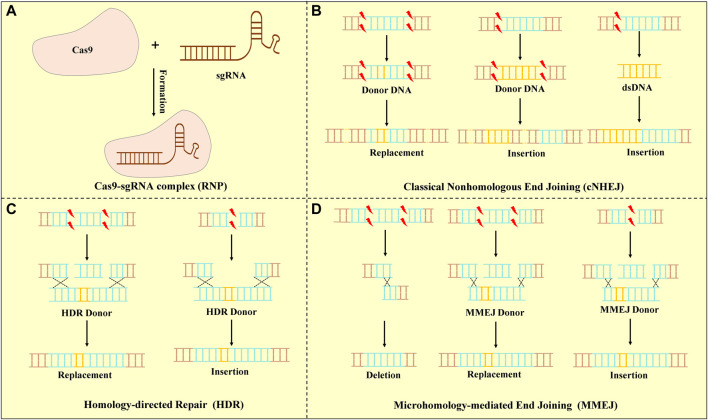 FIGURE 1