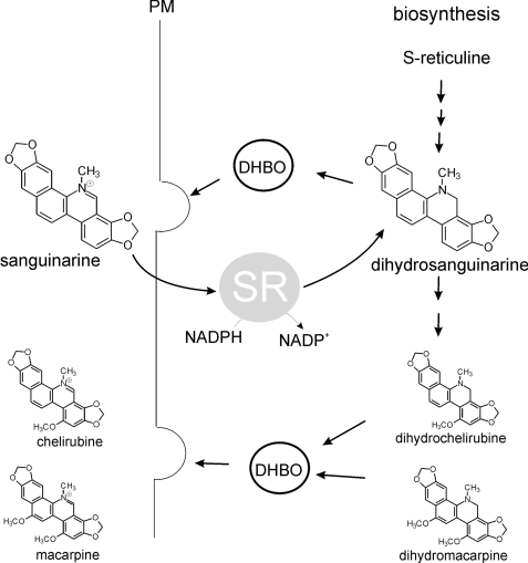 FIGURE 1.