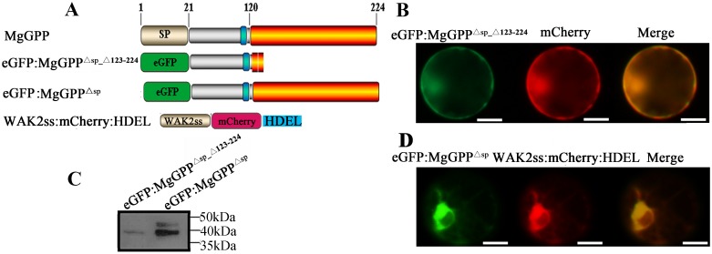 Fig 6