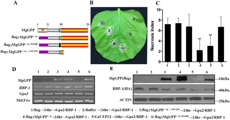 Fig 10