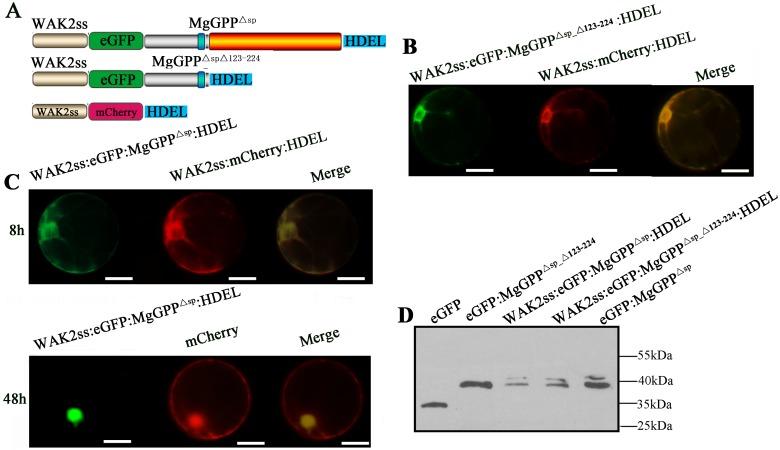 Fig 7