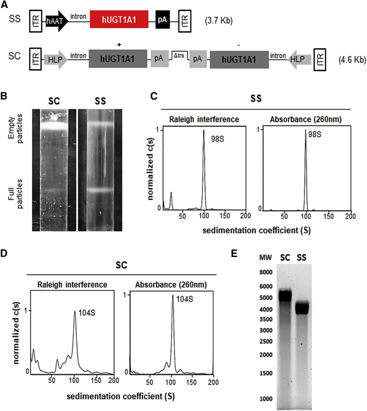 Figure 1