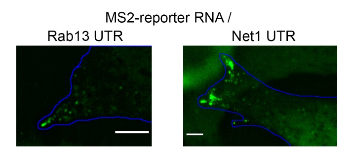 Figure 5—figure supplement 3.