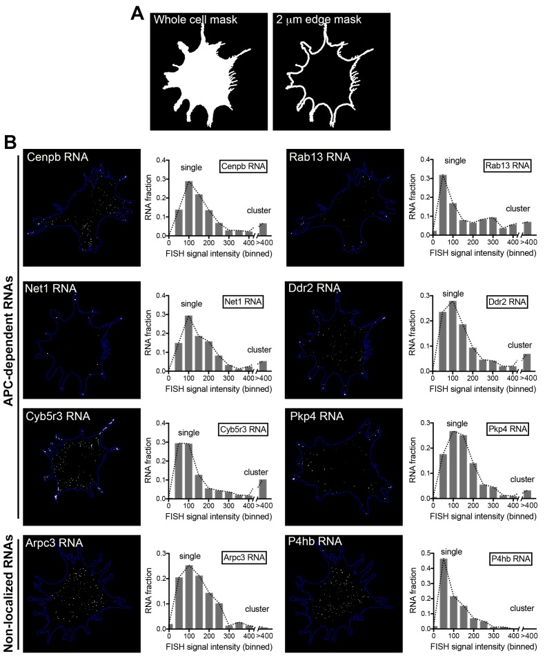 Figure 5—figure supplement 1.