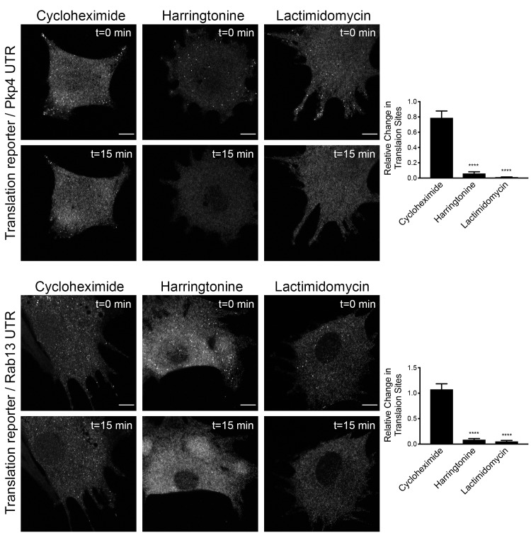 Figure 3—figure supplement 1.