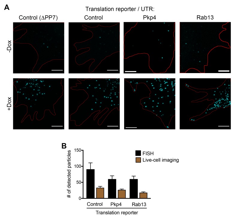 Figure 4—figure supplement 1.