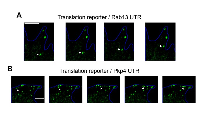 Figure 4—figure supplement 3.