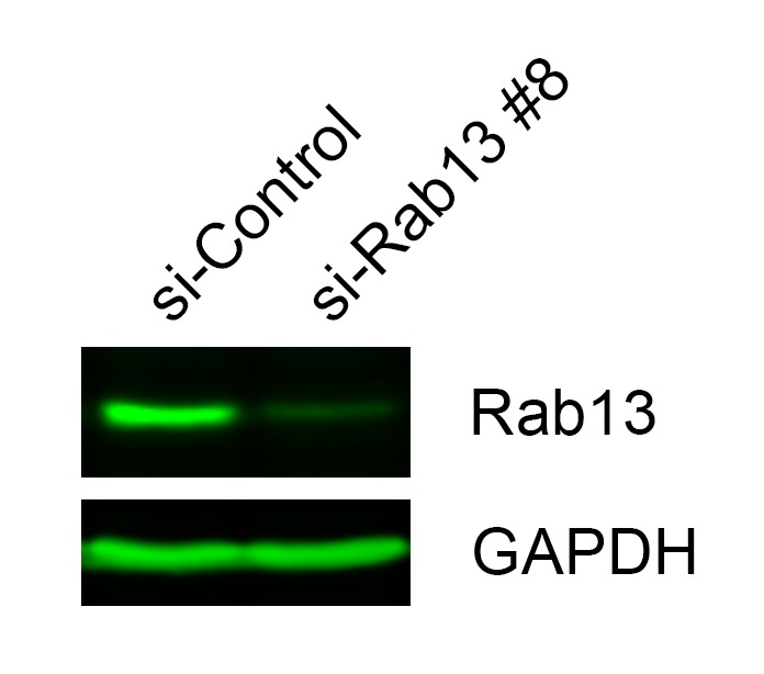 Figure 7—figure supplement 1.