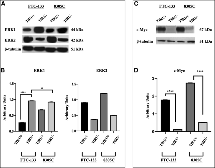 Figure 5