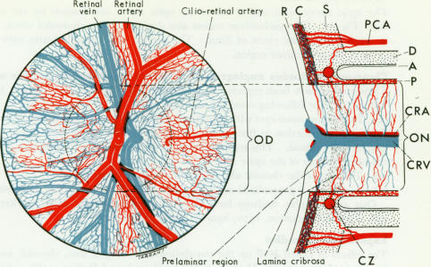 graphic file with name brjopthal00291-0033-a.jpg