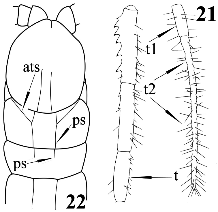 Figures 21, 22.