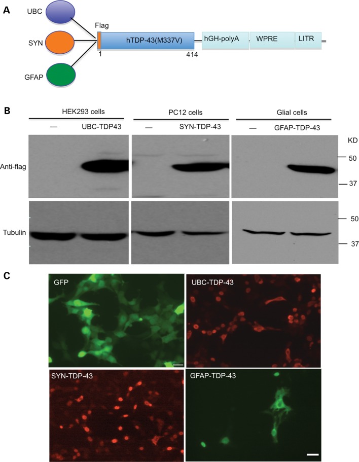 Figure 2.