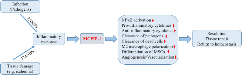 Monocyte Chemotactic Protein-Induced Protein 1 (MCPIP-1): A Key Player ...