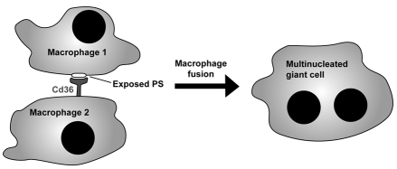 Fig. 8.