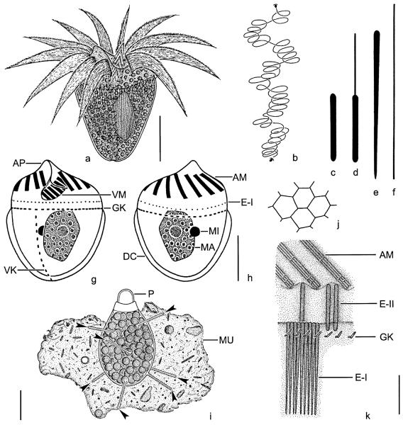 Fig. 6